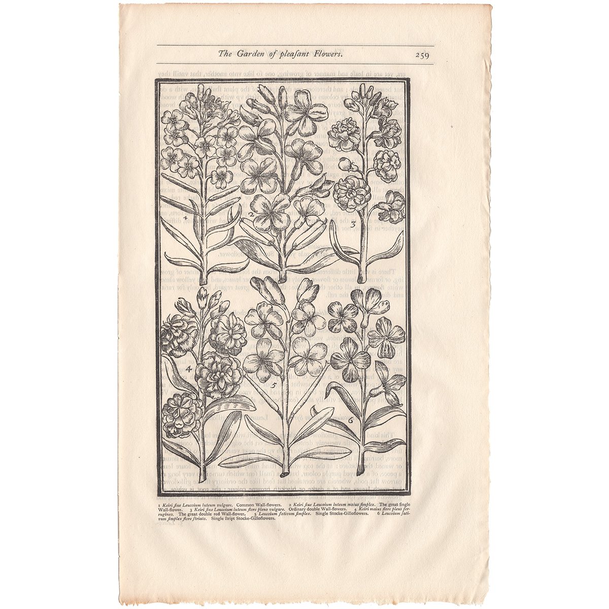 Parkinson Plate 259 Leucoium