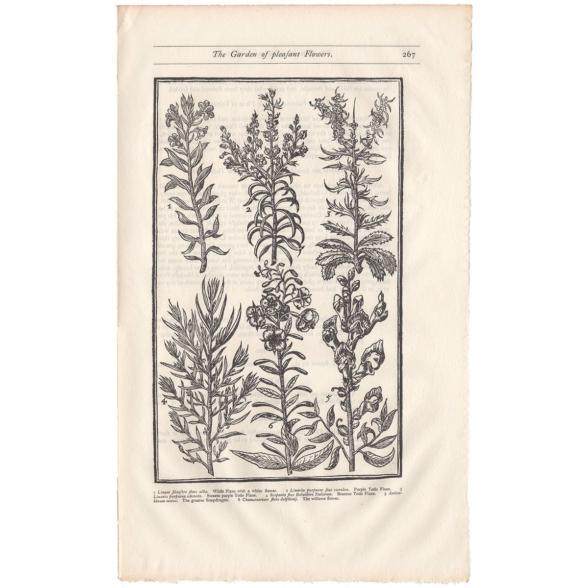 Parkinson Plate 267 Linaria