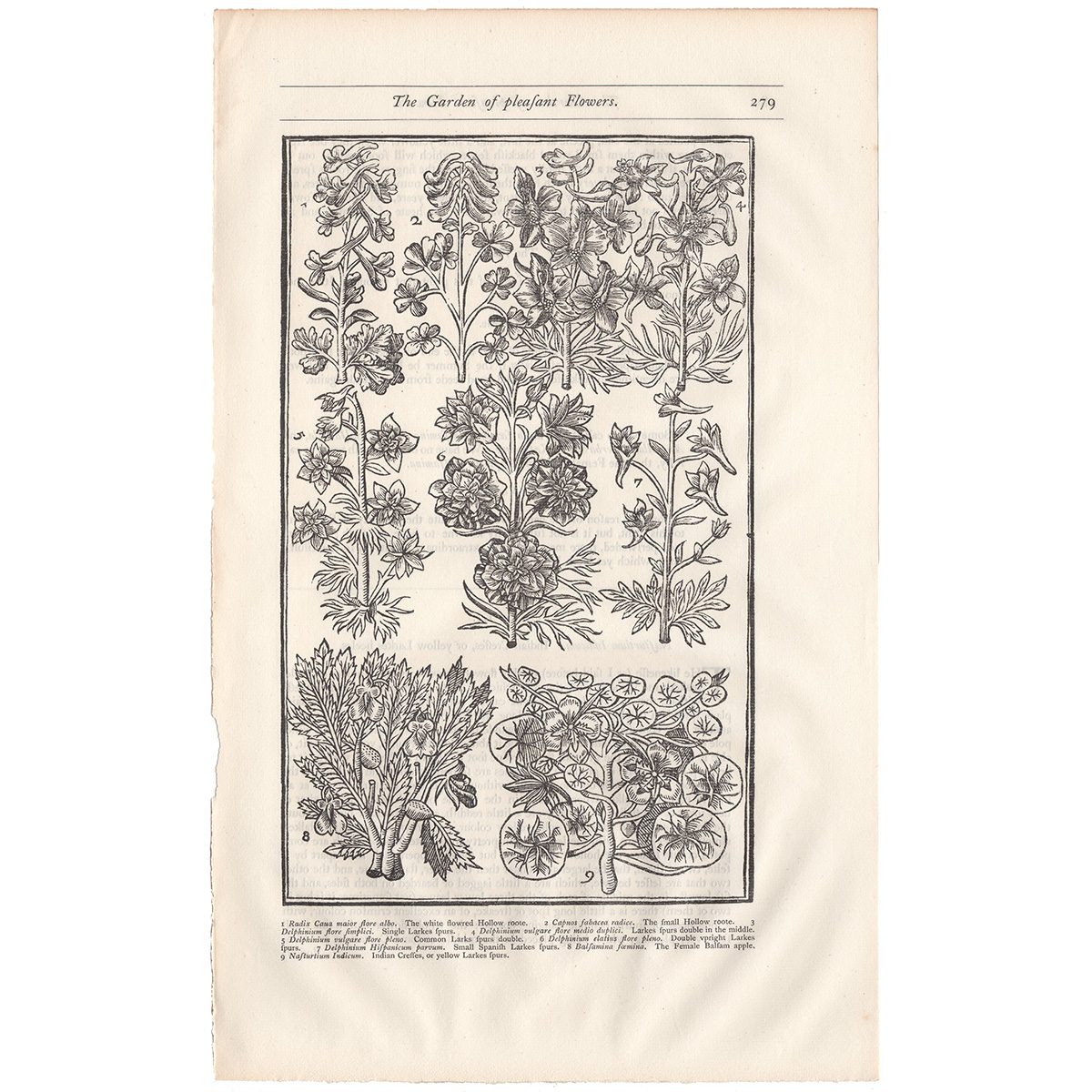 Parkinson Plate 279 Delphinium