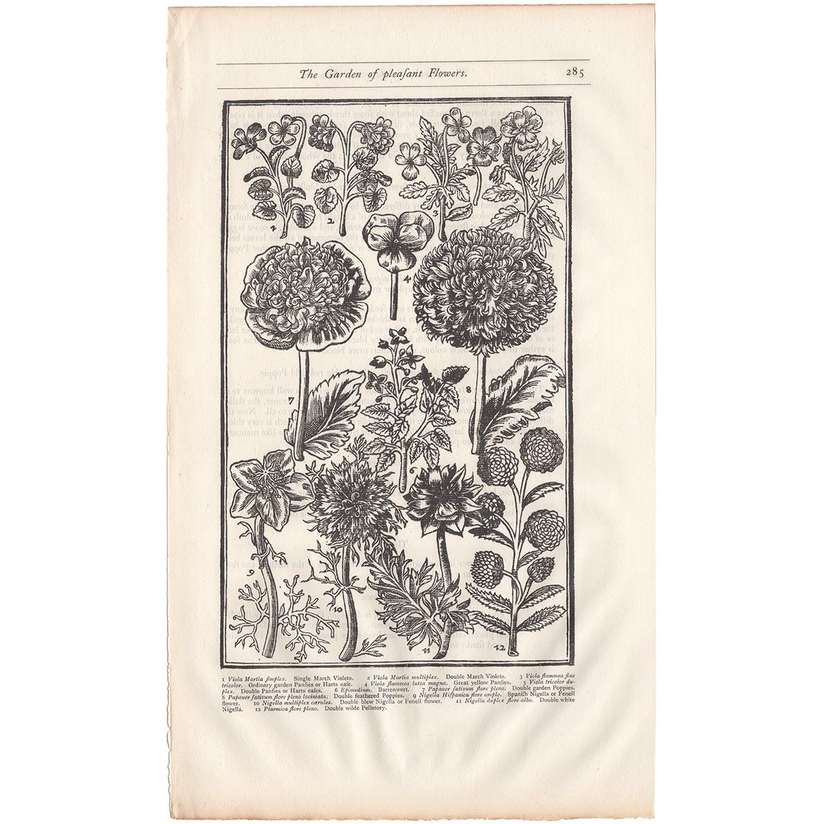 Parkinson Plate 285 Viola and Nigella