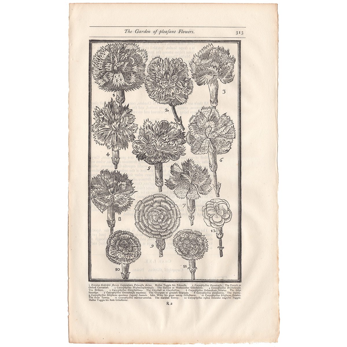 Parkinson Plate 313 Caryophyllus