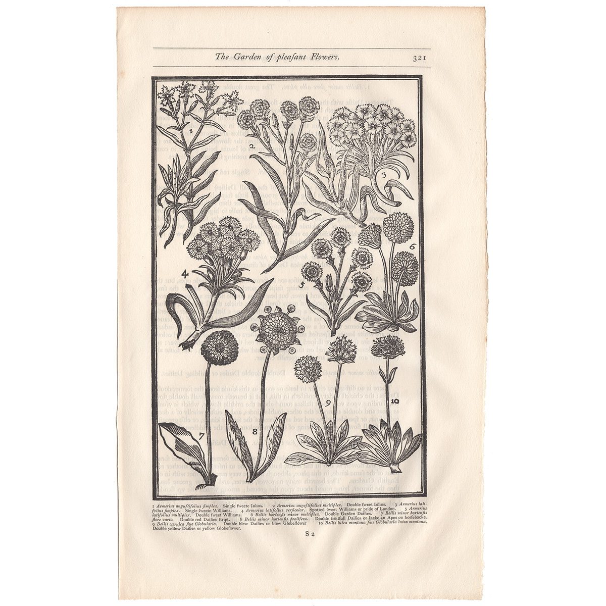 Parkinson Plate 321 Armerius and Bellis