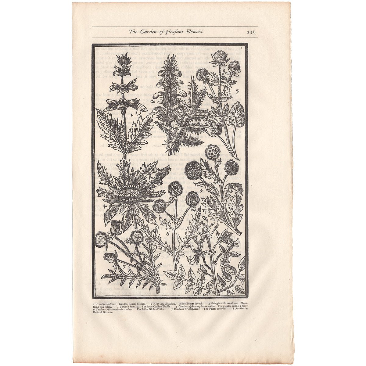 Parkinson Plate 331 Acanthus and Carduus