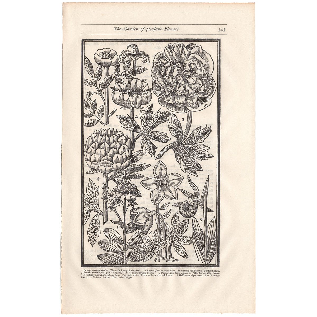 Parkinson Plate 343 Peonia and Helleborus