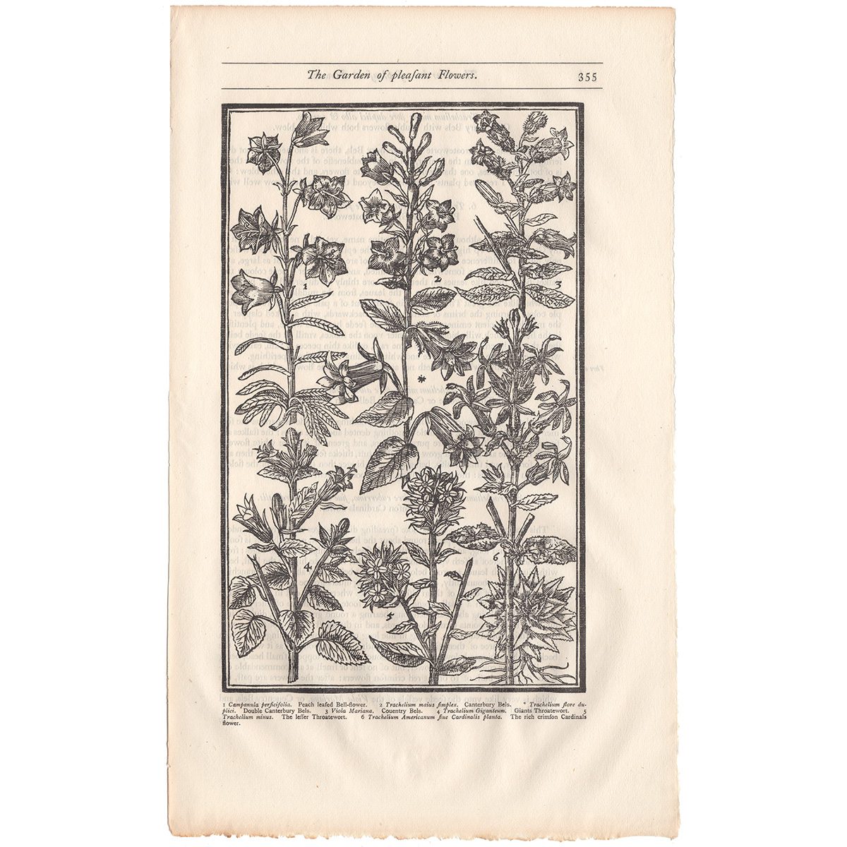 Parkinson Plate 355 Trachelium