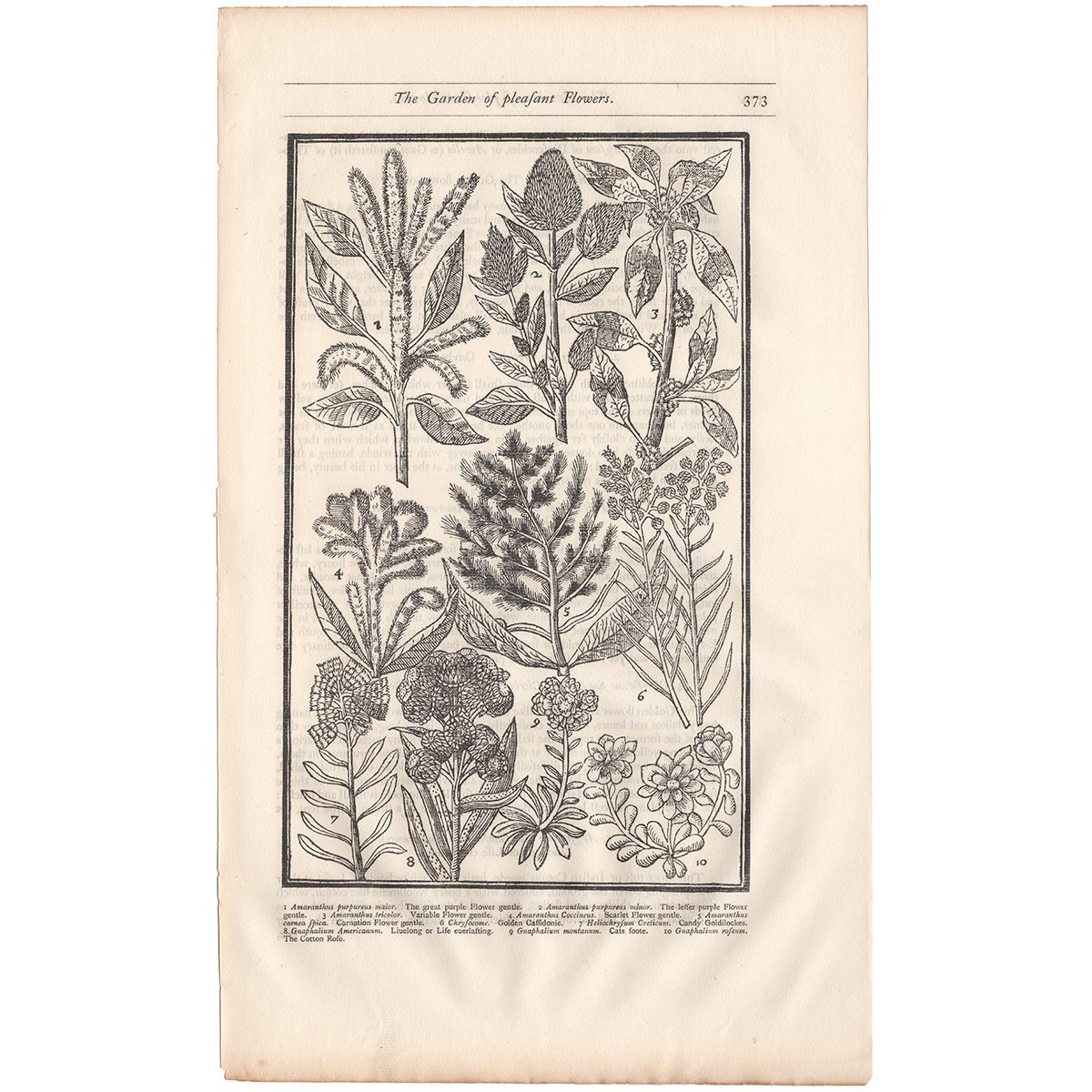 Parkinson Plate 373 Amaranthus and Gnaphalium