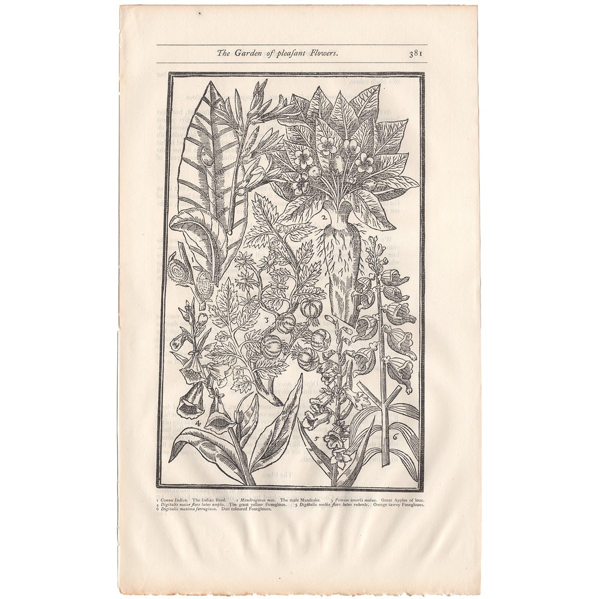 Parkinson Plate 381 Digitalis