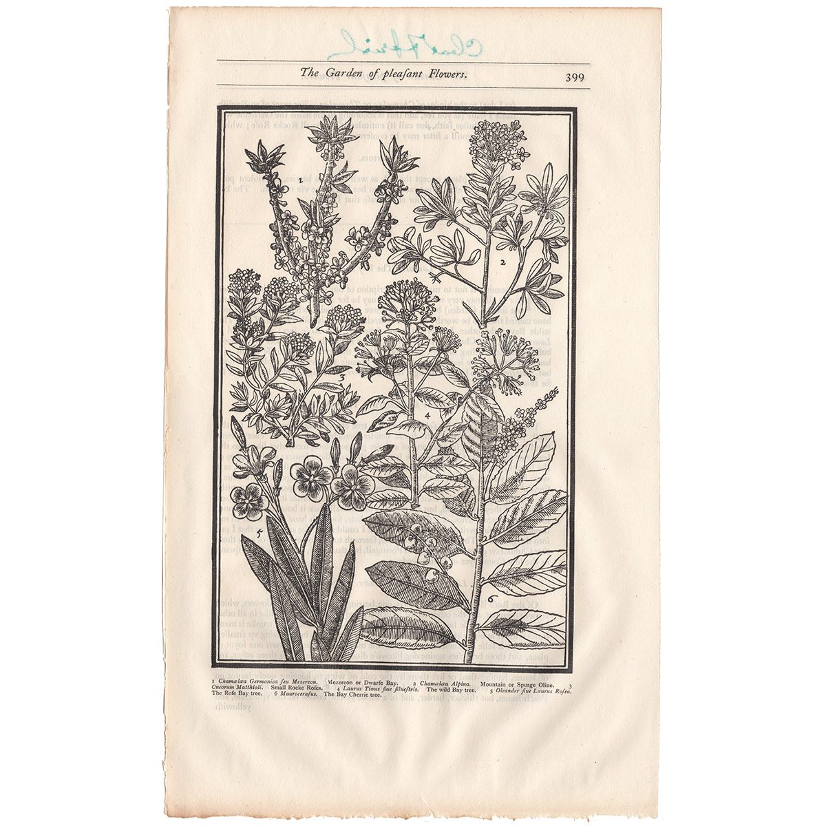 Parkinson Plate 399 Chamaelaea