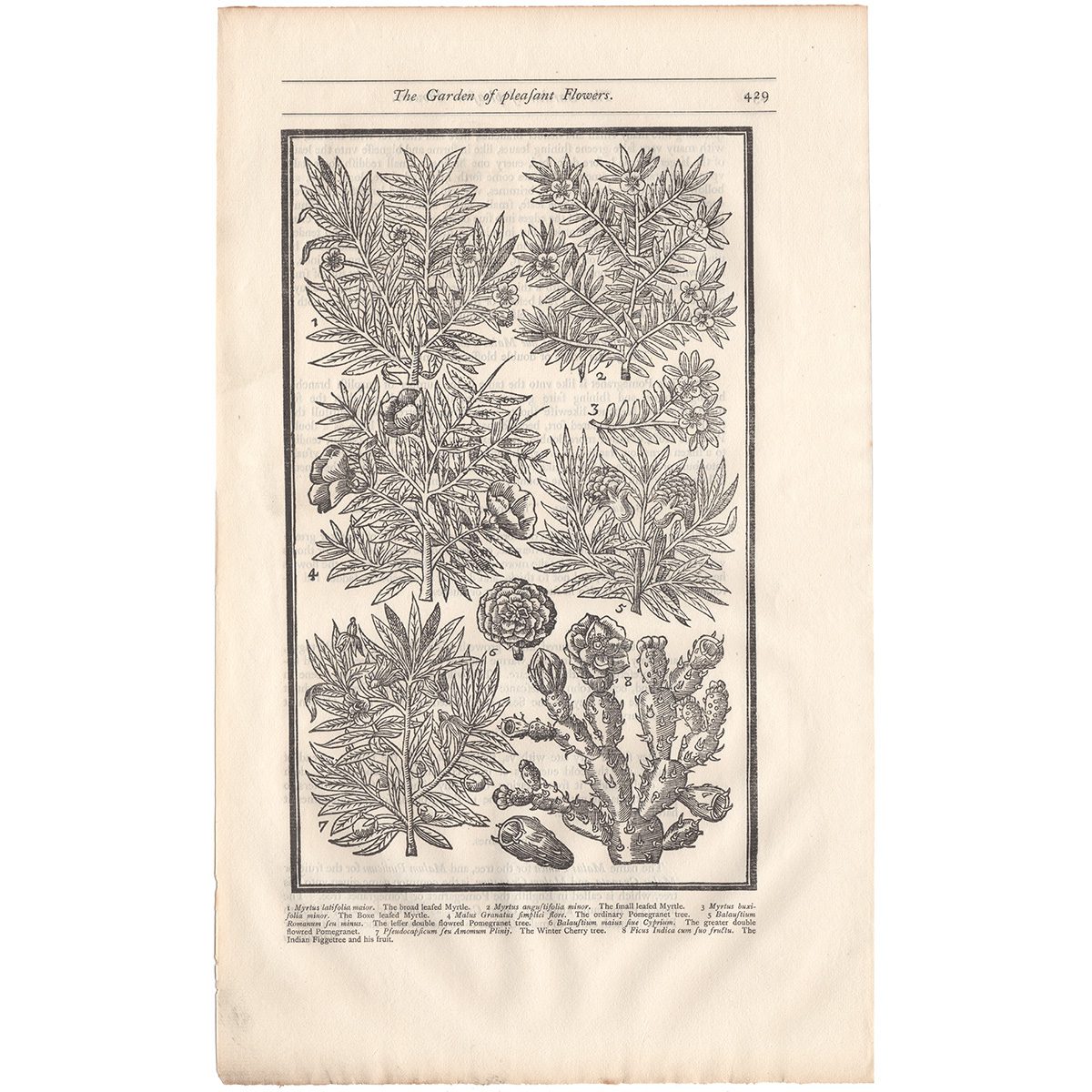 Parkinson Plate 429 Myrtus and Balaustium