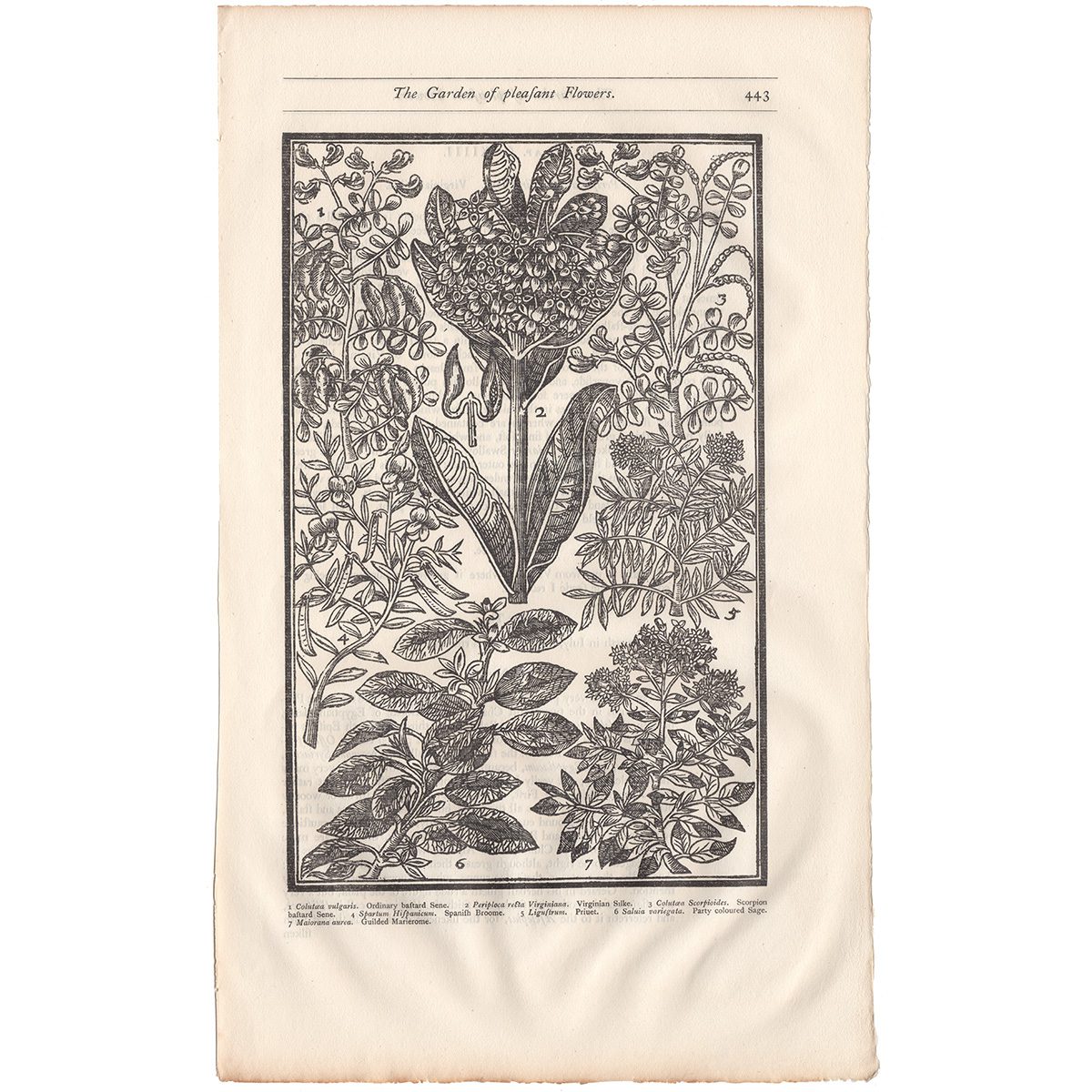 Parkinson Plate 443 Colutaea