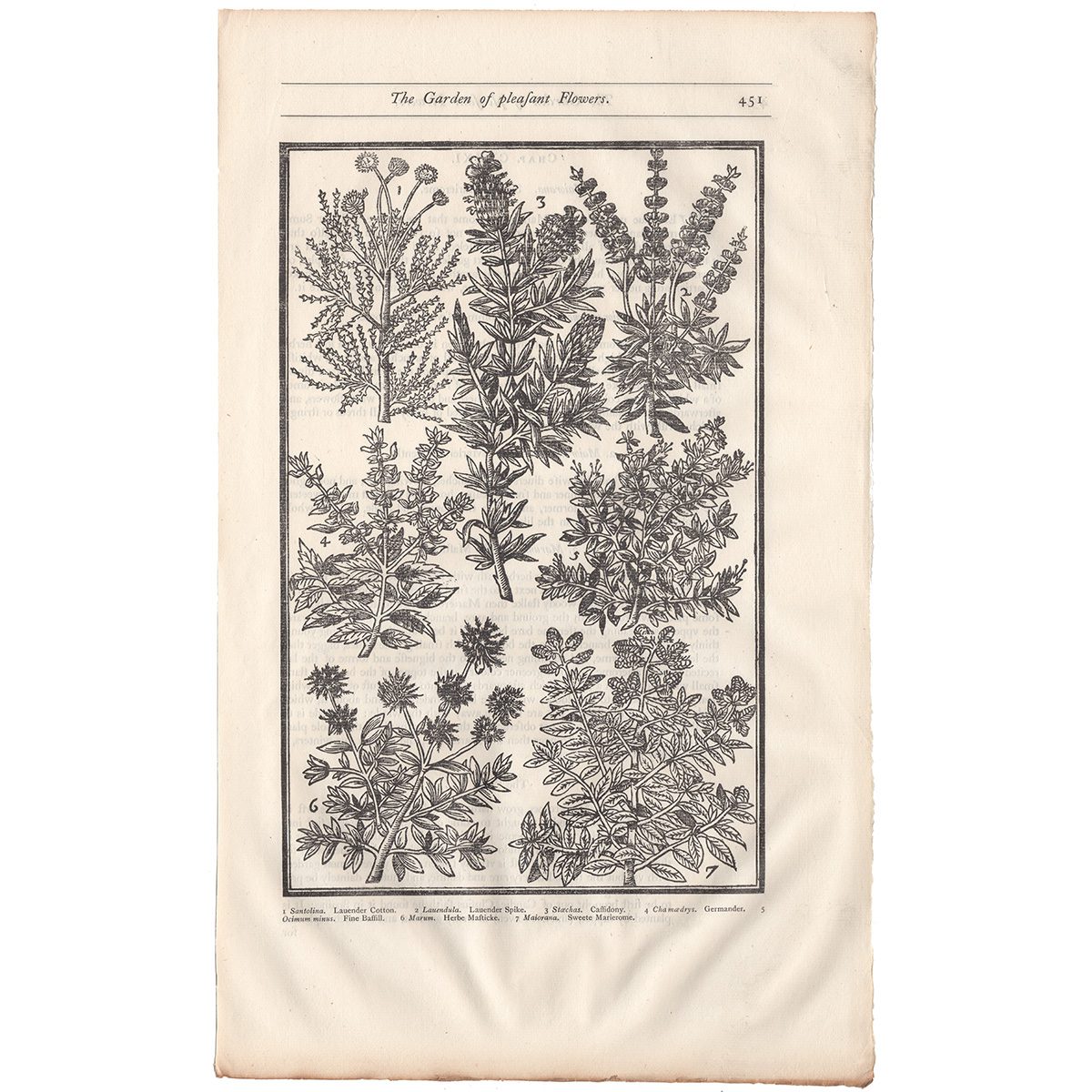 Parkinson Plate 451 Santolina