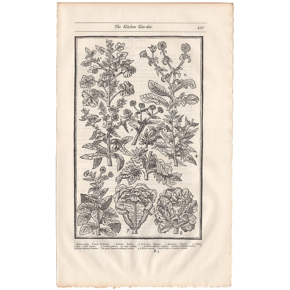 Parkinson Plate 497 Lactuca