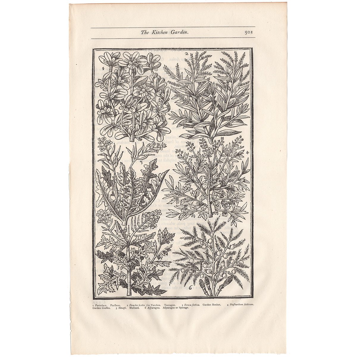 Parkinson Plate 501 Asparagus