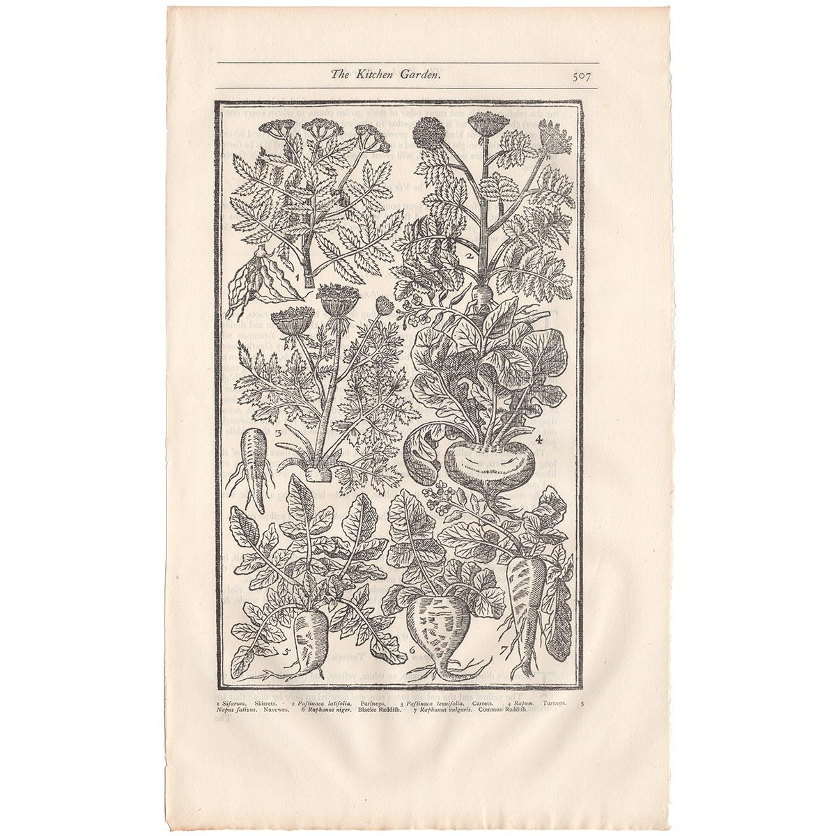 Parkinson Plate 507 Pastinaca and Raphanus