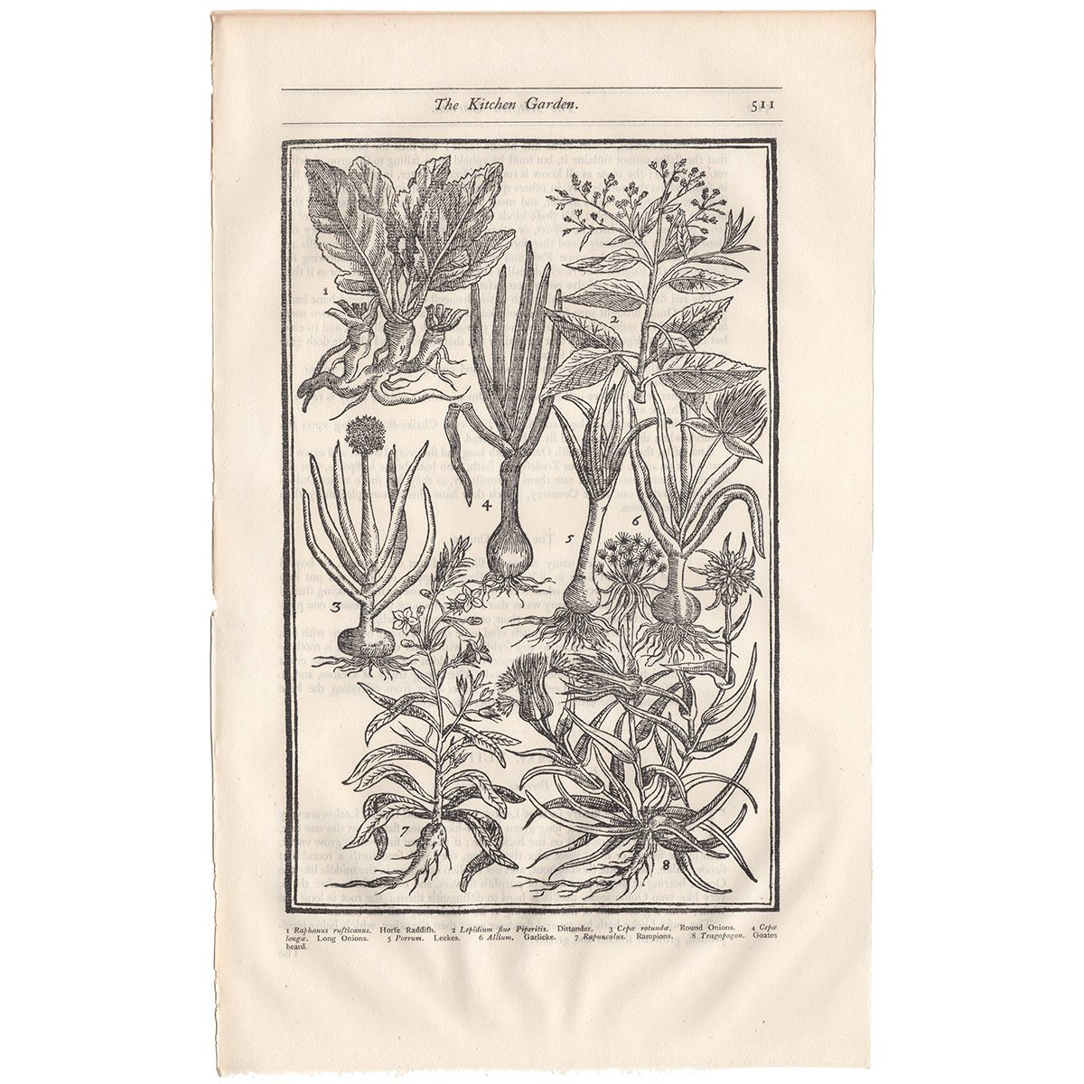 Parkinson Plate 511 Allium