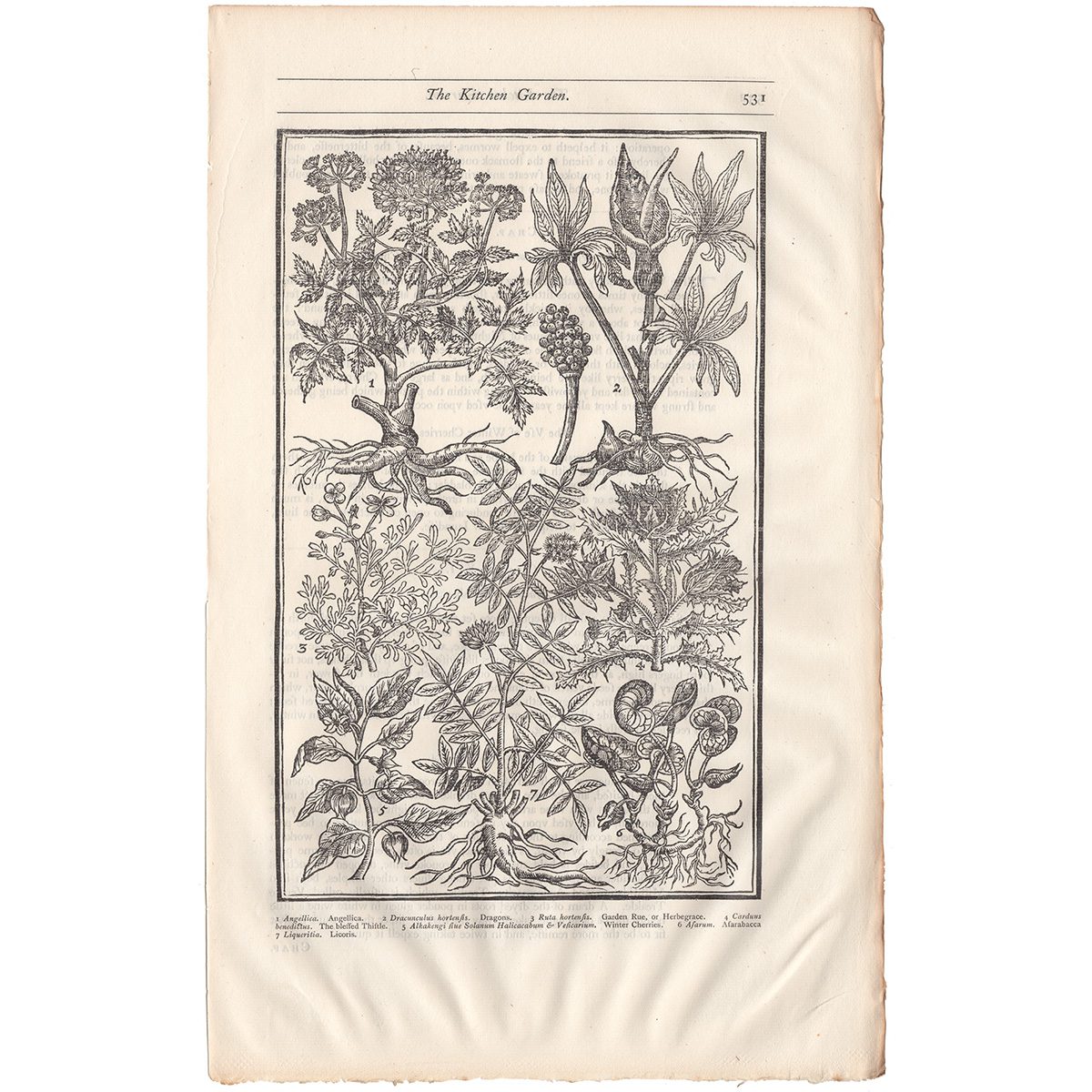 Parkinson Plate 531 Angellica