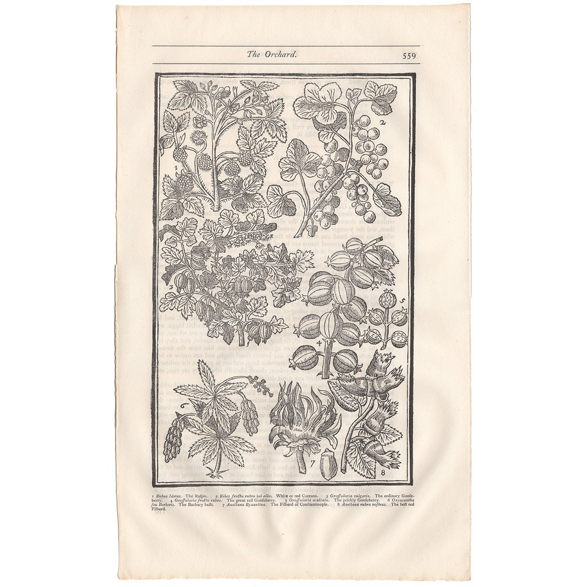 Parkinson Plate 559 Grossularia