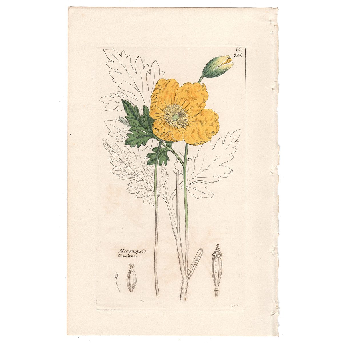 Sowerby Botany Plate 751 Common Welsh Poppy