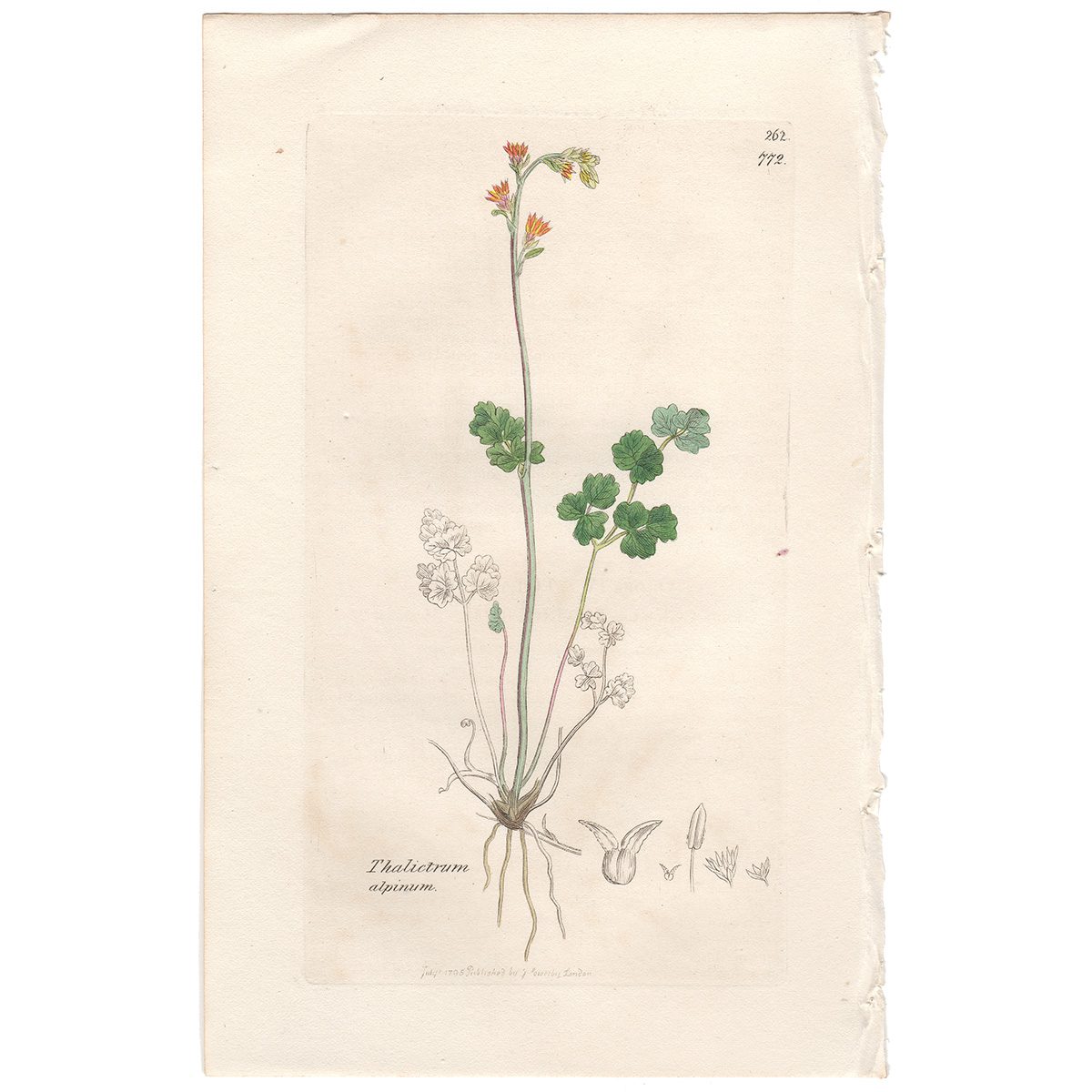 Sowerby Botany Plate 772 Alpine Meadow-Rue
