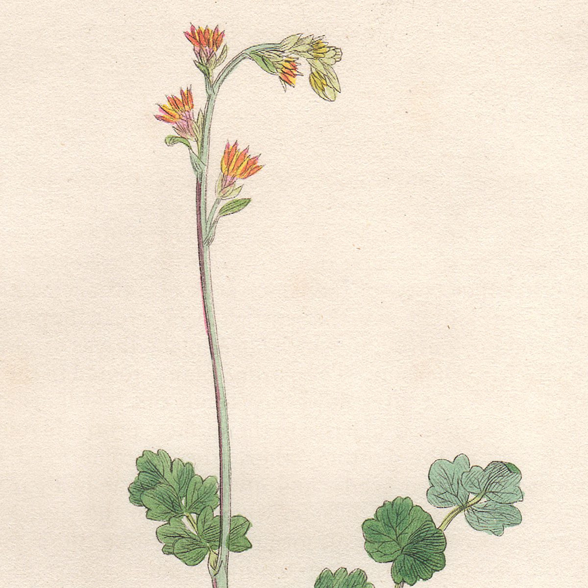 Sowerby Botany Plate 772 Alpine Meadow-Rue - Image 2