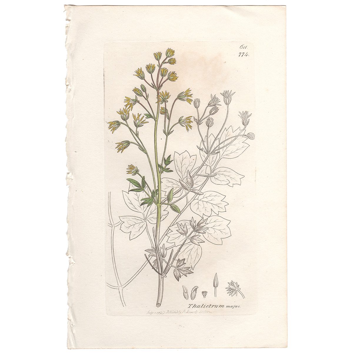 Sowerby Botany Plate 774 Greater Meadow-Rue