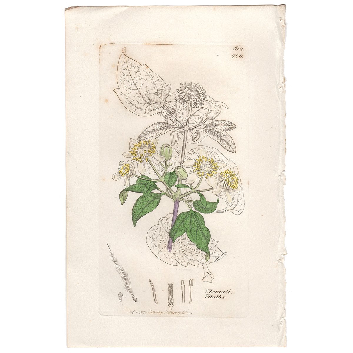 Sowerby Botany Plate 776 Common Traveller's Joy