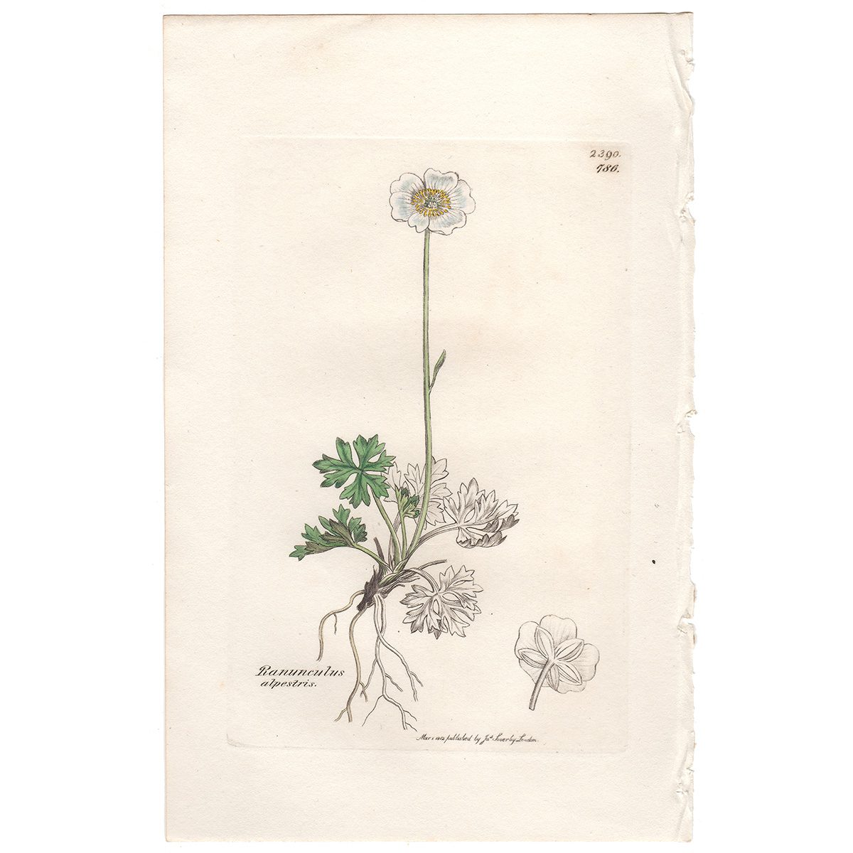 Sowerby Botany Plate 786 Alpine White Crowfoot
