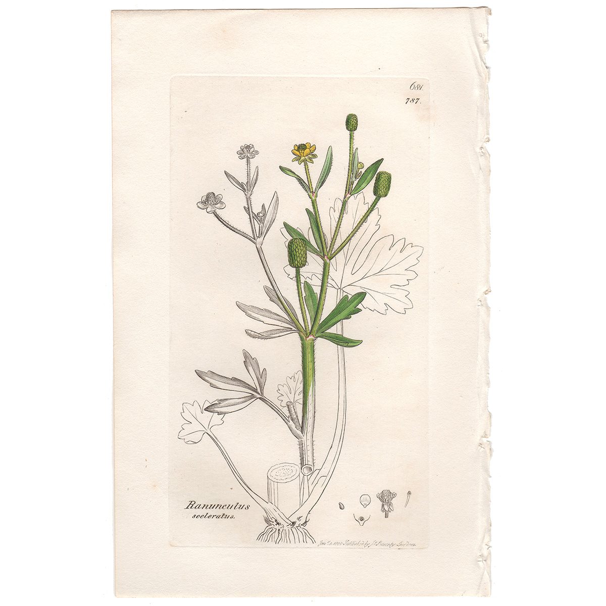 Sowerby Botany Plate 787 Celery-leaved Crowfoot