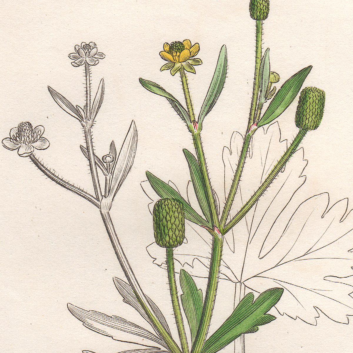 Sowerby Botany Plate 787 Celery-leaved Crowfoot - Image 2