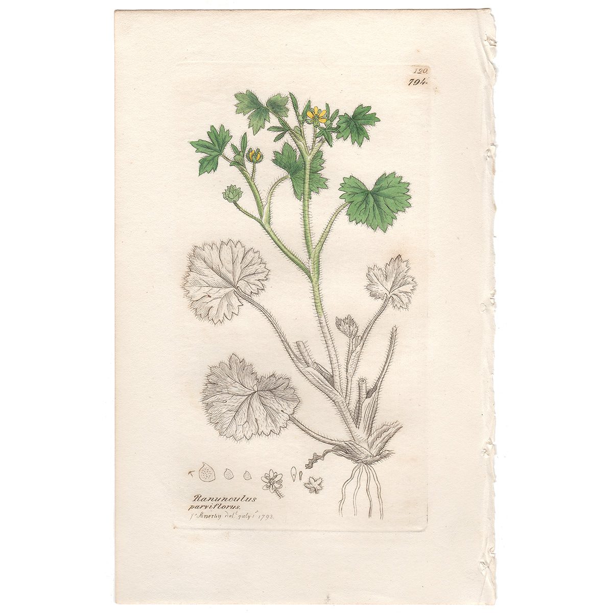 Sowerby Botany Plate 794 Small-flowered Crowfoot