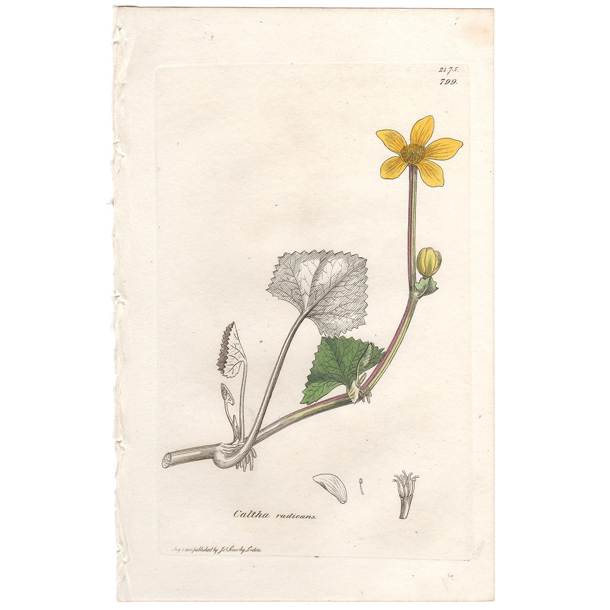 Sowerby Botany Plate 799 Creeping Marsh Marigold