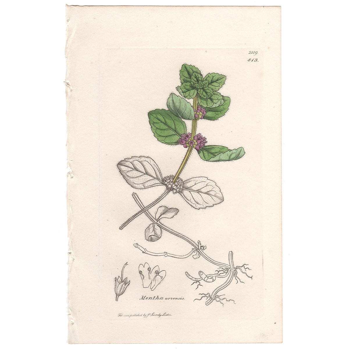Sowerby Botany Plate 813 Corn Mint