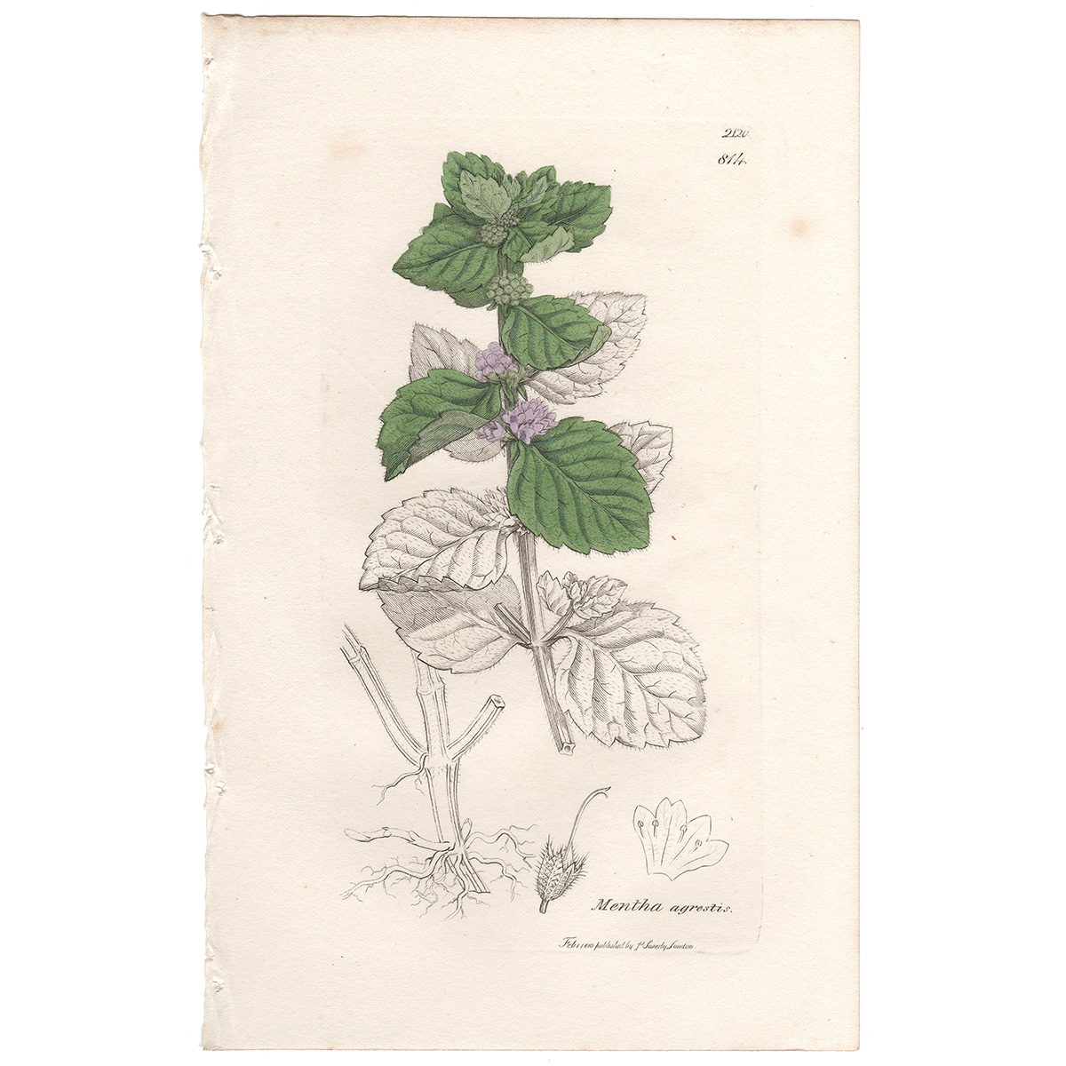 Sowerby Botany Plate 814 Rugged Field Mint
