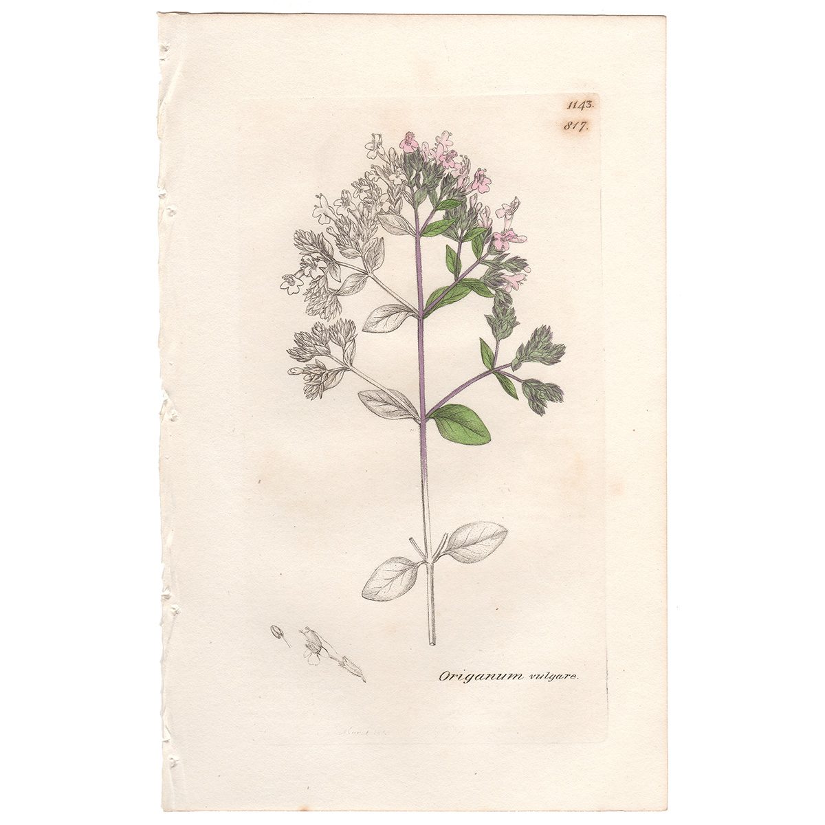 Sowerby Botany Plate 817 Common or Wild Marjoram