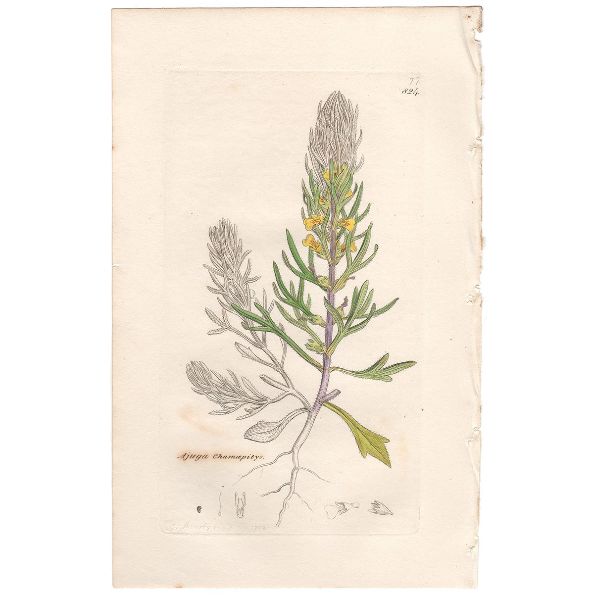 Sowerby Botany Plate 824 Ground Pine, Yellow Bugle