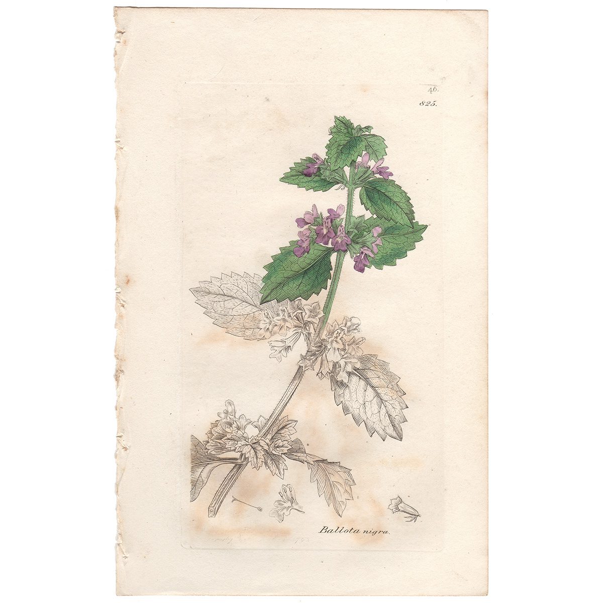 Sowerby Botany Plate 825 Black Fetid Horehound