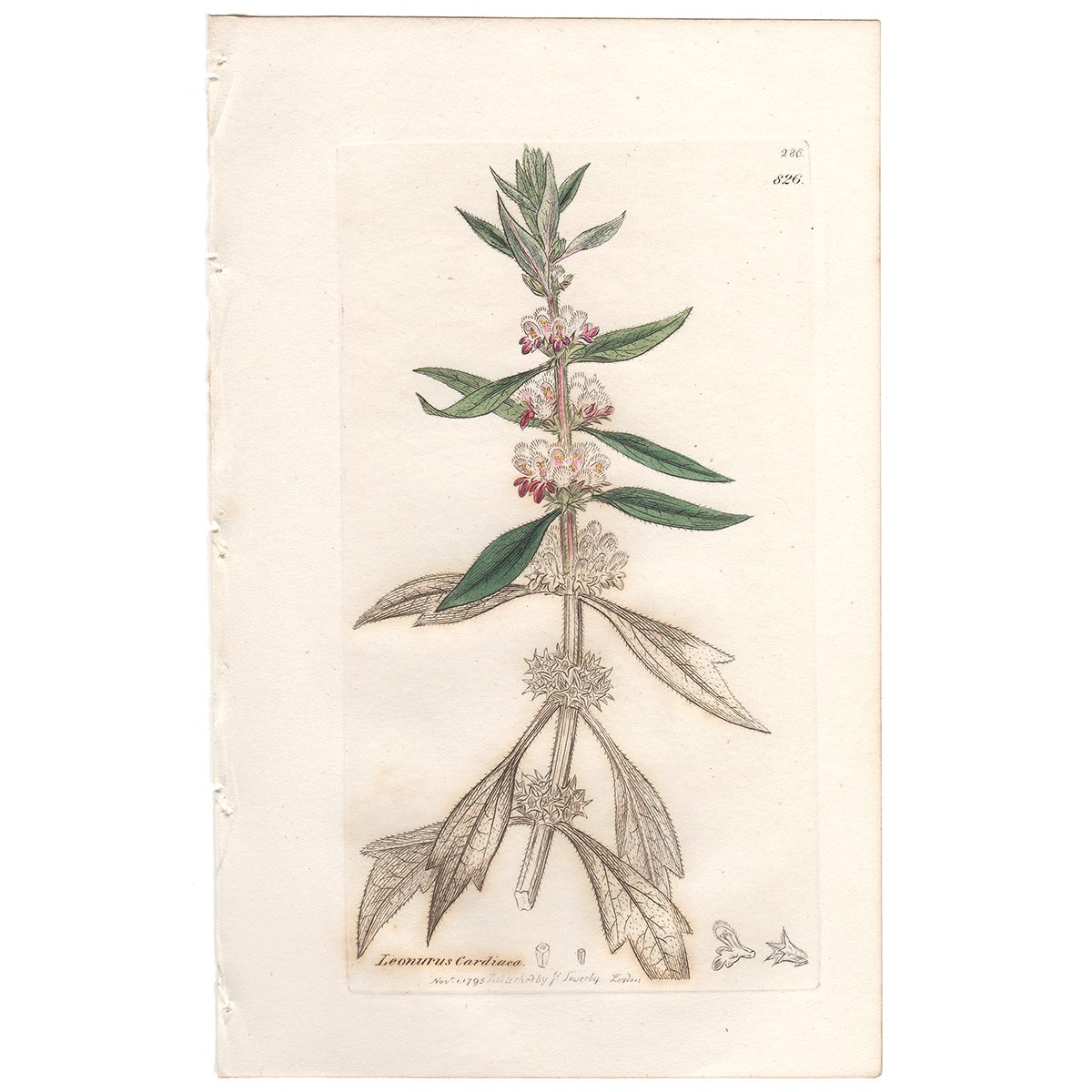 Sowerby Botany Plate 826 Common Motherwort