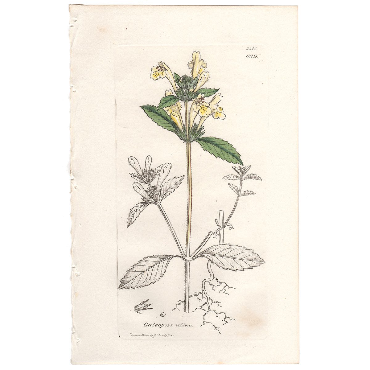 Sowerby Botany Plate 829 Downy Hemp-Nettle
