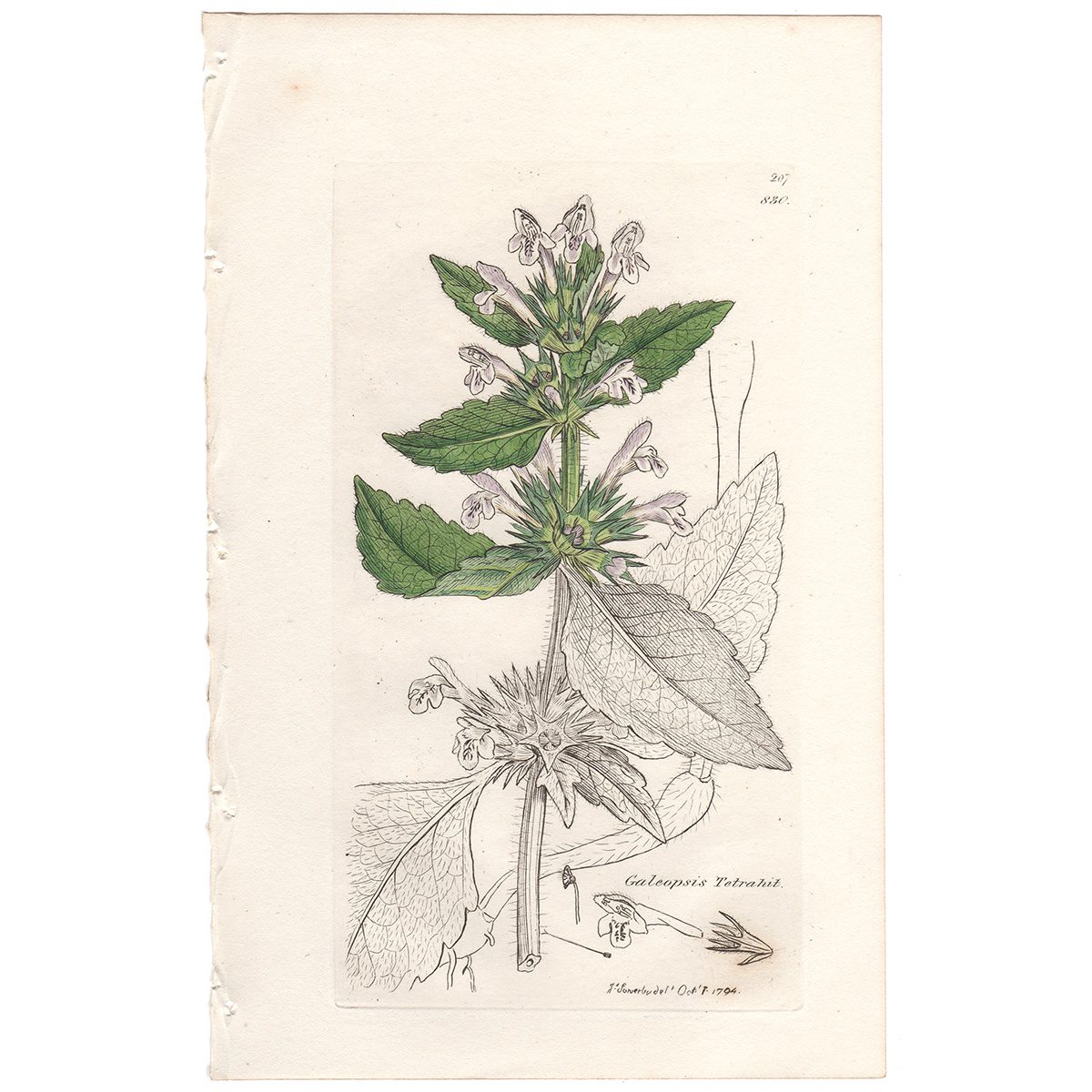 Sowerby Botany Plate 830 Common Hemp-Nettle