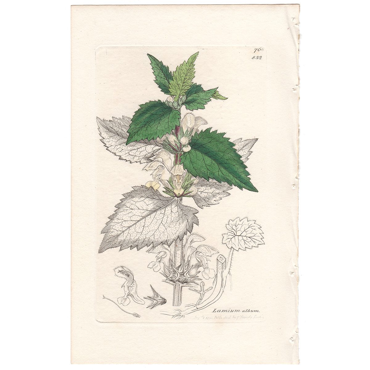 Sowerby Botany Plate 832 White Dead-Nettle, White Archangel