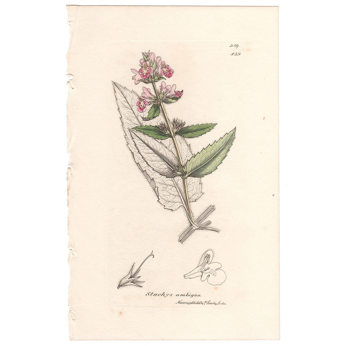 Sowerby Botany Plate 839 Ambigusus Woundwort