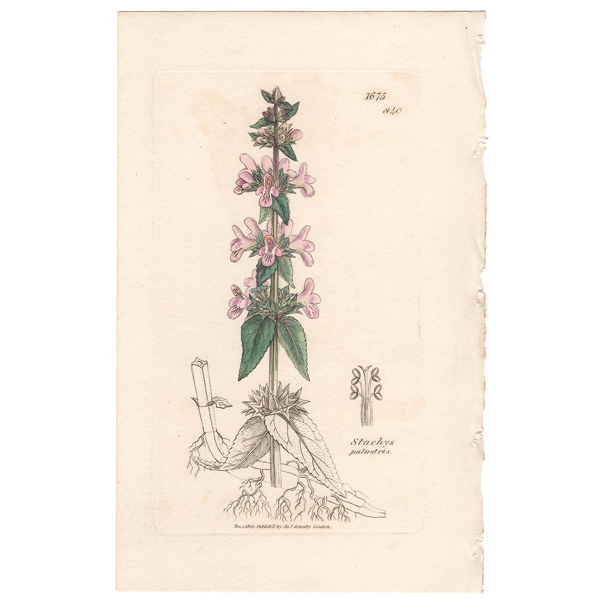 Sowerby Botany Plate 840 Marsh Woundwort