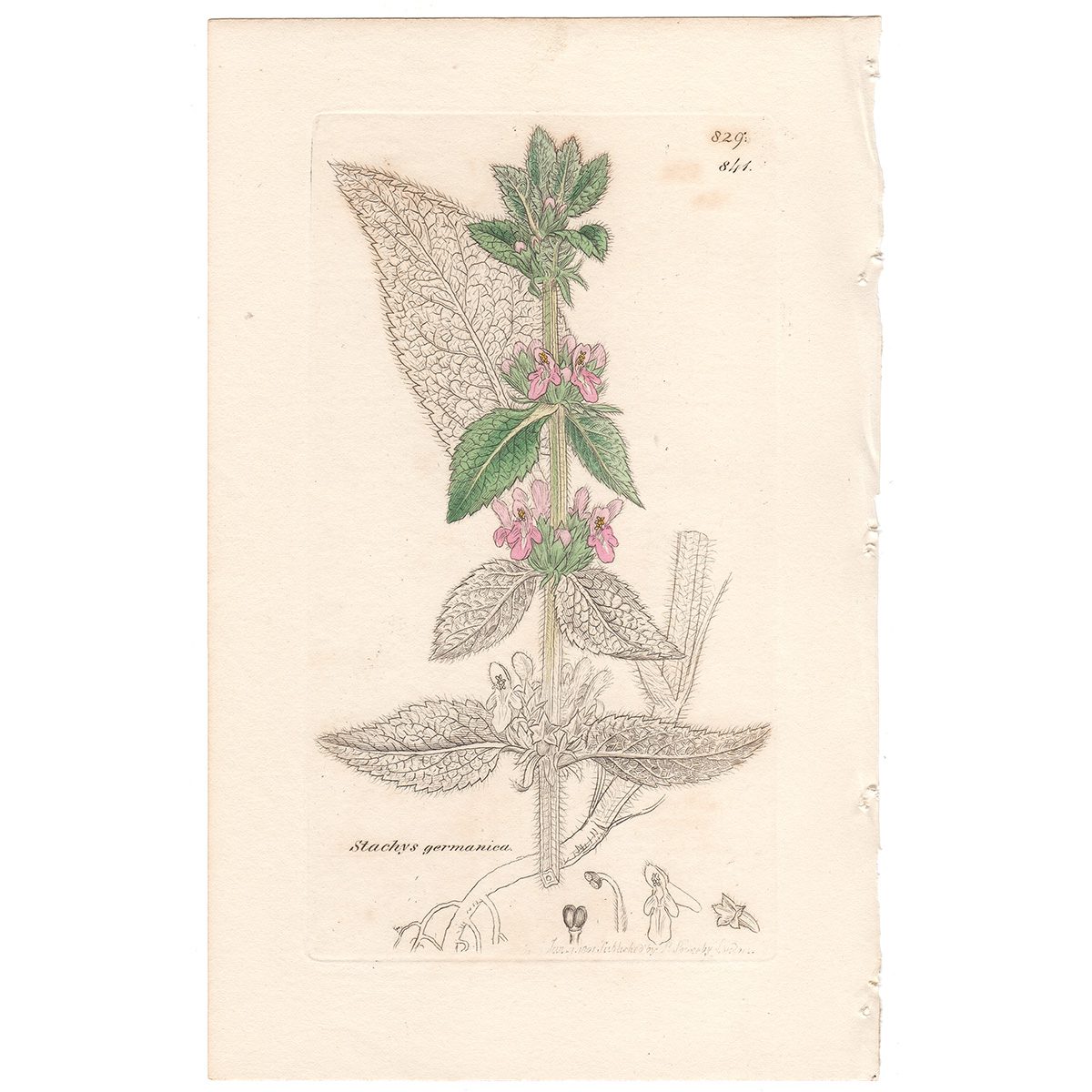 Sowerby Botany Plate 841 Downy Woundwort