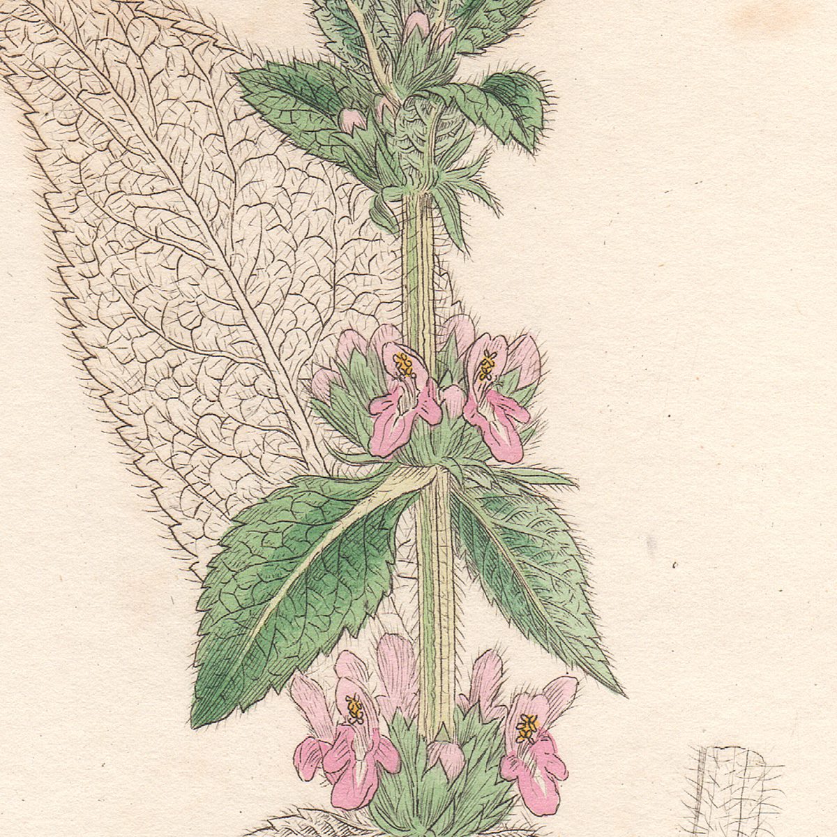 Sowerby English Botany hand-colored engraving