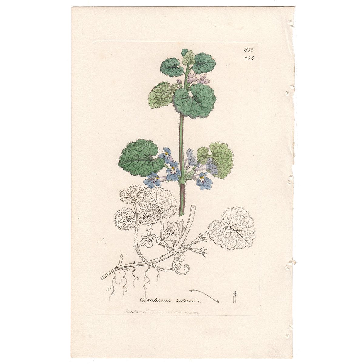 Sowerby Botany Plate 844 Ground Ivy