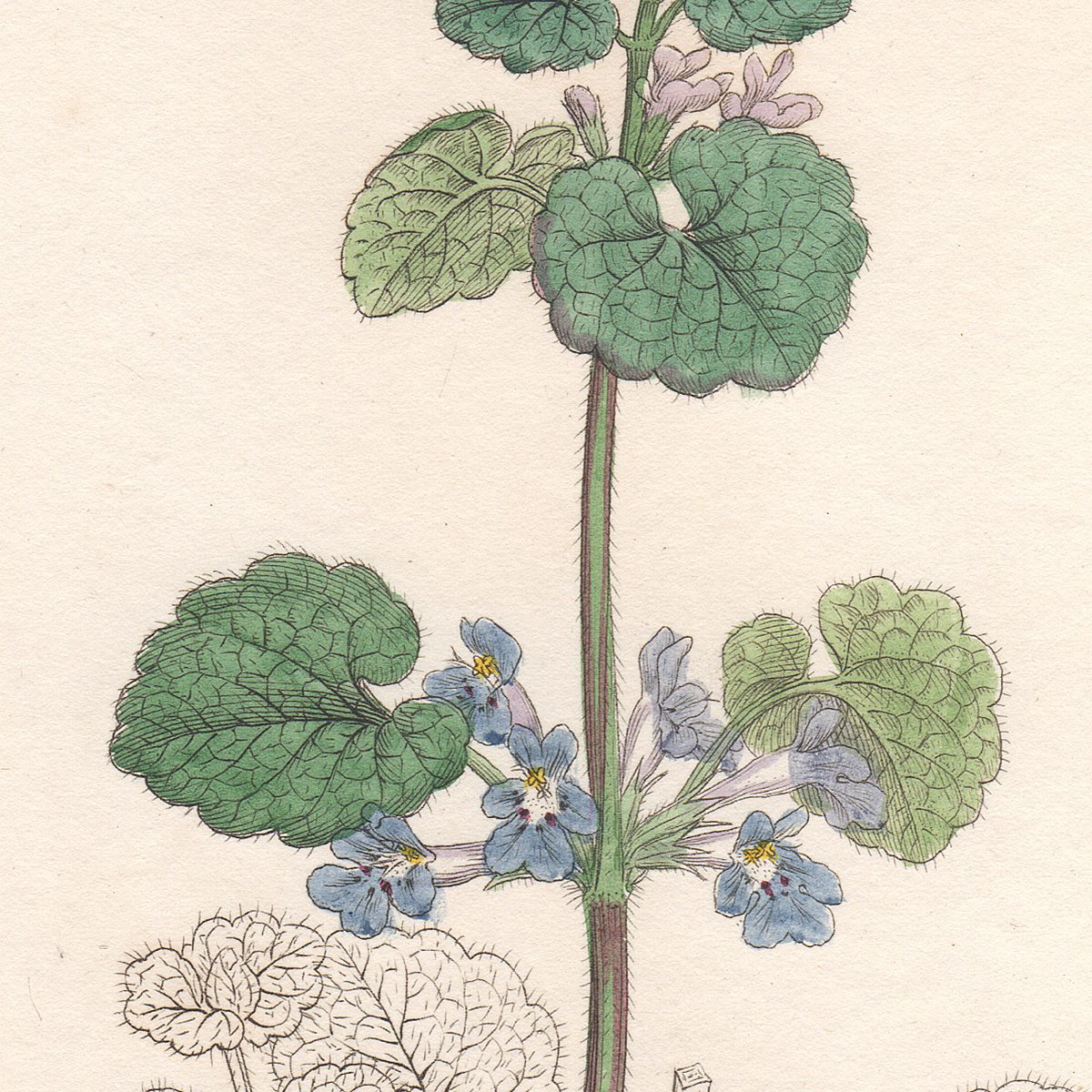 Sowerby English Botany hand-colored engraving