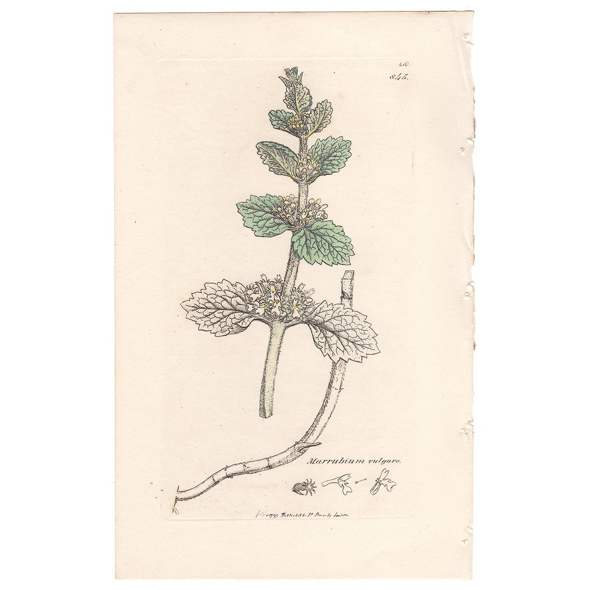 Sowerby Botany Plate 845 Common White Horehound