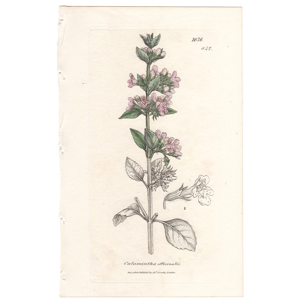 Sowerby Botany Plate 847 Common Calamint