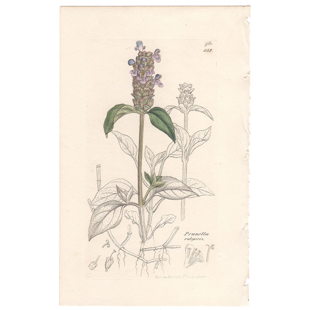 Sowerby Botany Plate 852 Common Self-heal
