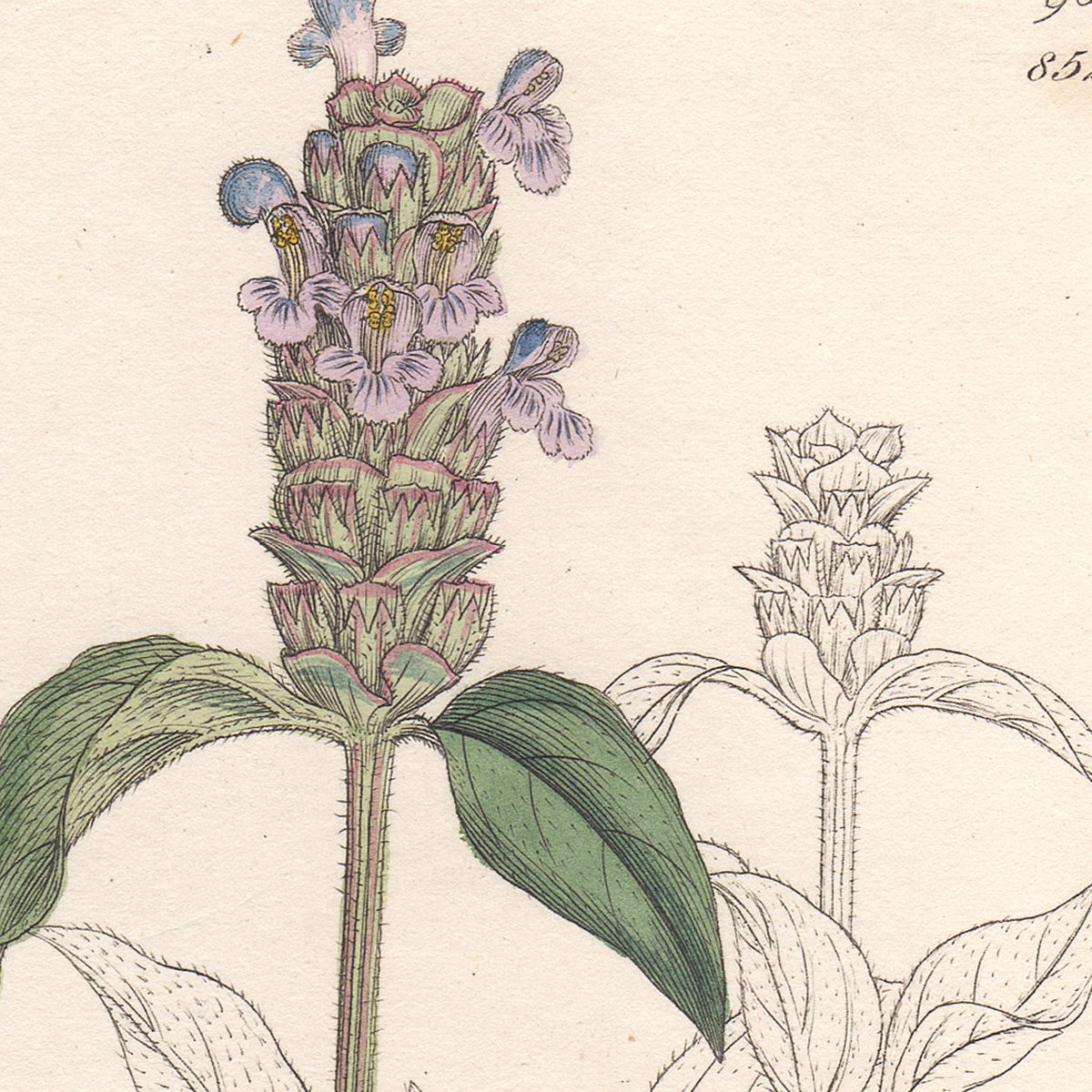 Sowerby English Botany hand-colored engraving